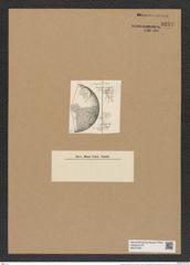 Lampriscus circularis Grun. (de-Toni-Nr.: Genus 186, Species 4618) Zeichnungen Sammlung Grunow Nr. 8234 (NHMW-BOT-W0377625)